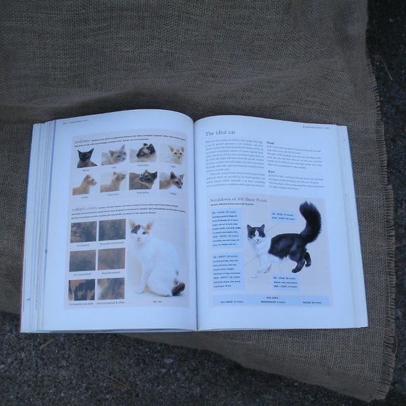 The Kingdom of the Cat by Roni Jay - Picture 9 of 16